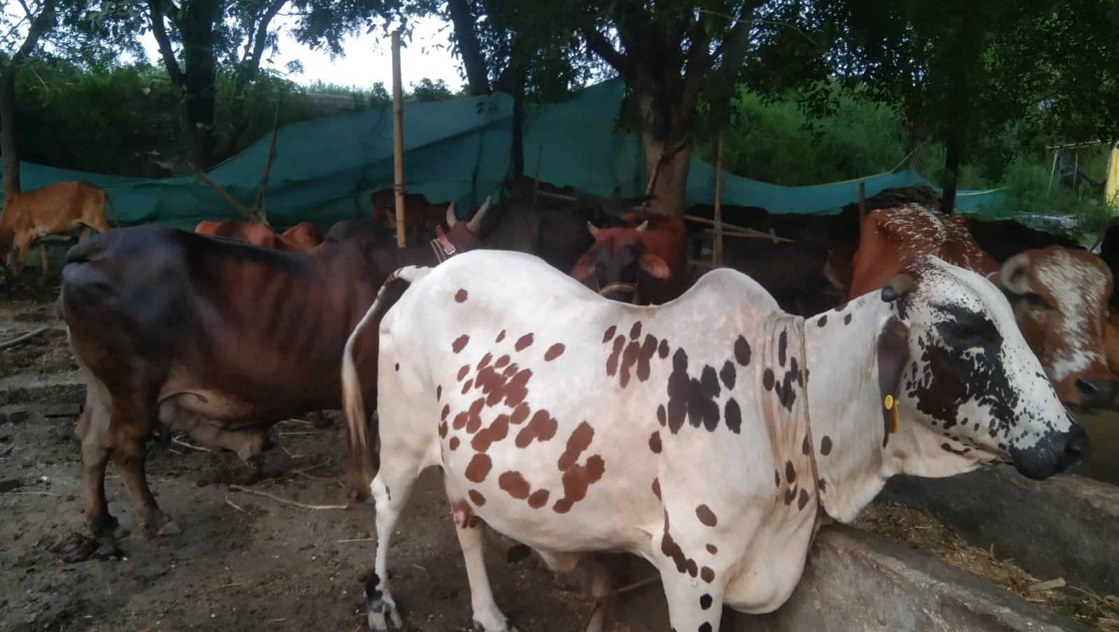Pure A2 Desi Cow Milk - Desi Cow Gaushala