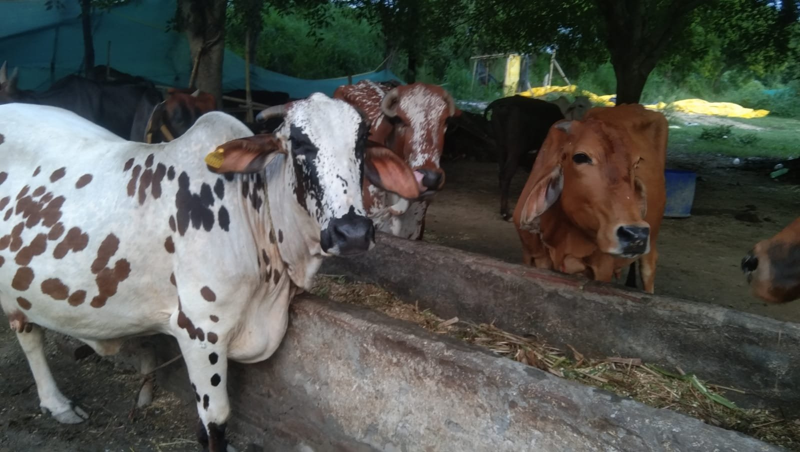 Traditional Desi Cow Ghee ? Bilona Method - Desi Cow Gaushala