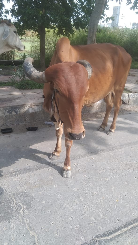 Majestic Gir desi bull at Shri Raje Gaushala