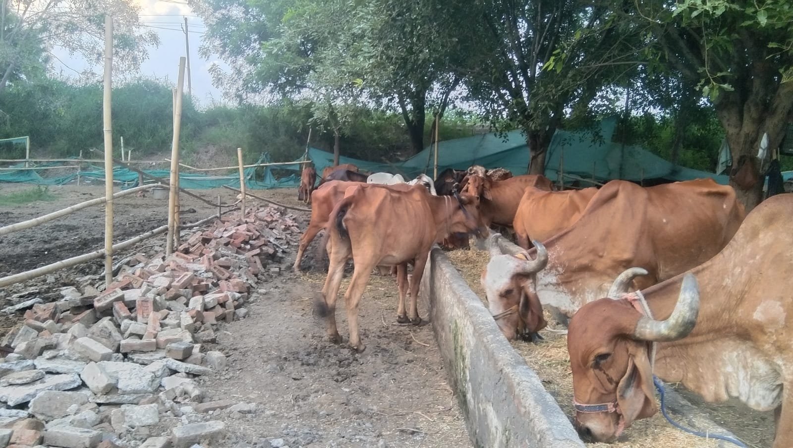 Desi cows at Shri Raje Gaushala eating at stone trough